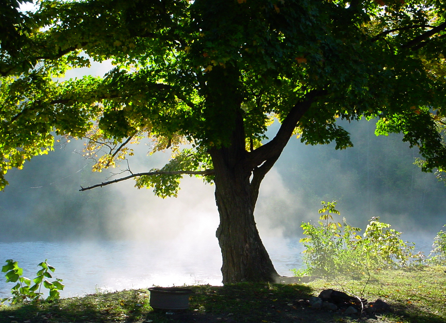 tree